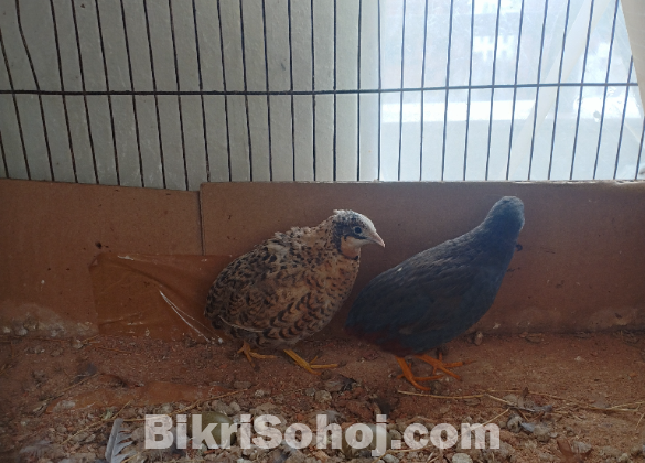 ক্লাসিক কিং কোয়েল পাখির মাস্টার পেয়ার(king quail)